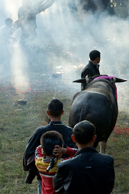 Firecrackers explode around the water buffalo before each fight as an offering to the ancestral spirits.